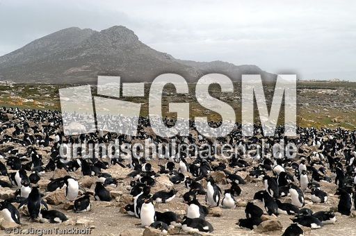 Felsenpinguine (07 von 40).jpg